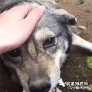 男孩从屠狗场救了只土狗，给它吃了一个馒头，狗狗的反应让人心酸