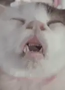 “救命！我家的猫长的越来越像人了，这可咋整啊？”