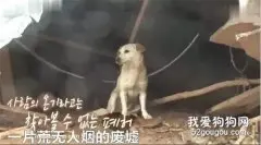 主人遇到泥石流，狗子为了救主人而失去了自己的狗宝宝