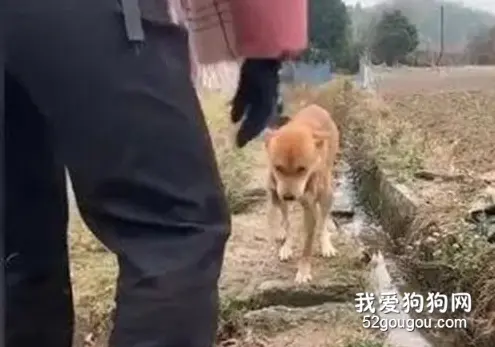 狗子学有脚伤主人走路全程高能 网友笑哭：捶它狗头真的不冤！