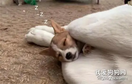小狗睡姿超搞笑，一定要睡在两腿之间，主人：缺乏安全感