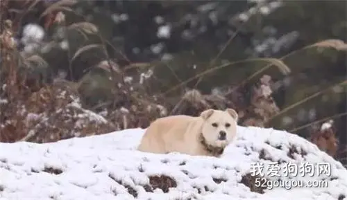 狗狗将食物分给流浪狗，还让流浪狗睡在狗窝里，它却躺在外面过夜