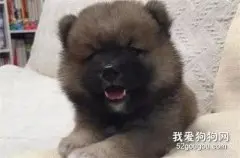 抱养了一只小熊精，可几年后，丑小鸭竟变成了白天鹅