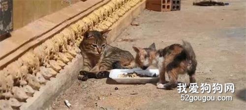 流浪小猫无力地蹲在街上，对面的猫妈妈只能看着它挨饿