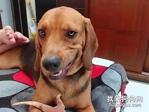 狗子把新玩具头咬掉，面对主人的质问，他的笑容好邪恶！