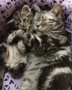 猫妈妈和猫宝宝一起睡觉，猫妈妈还在睡，而猫宝宝先醒了之后..