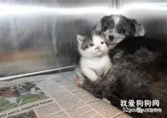 流浪狗被困山沟，获救时却不肯离开，了解原因后感动在场所有人