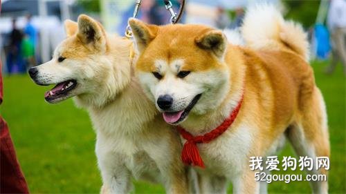 秋田犬性格和缺点 秋田犬的饲养要点