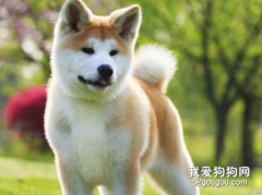 秋田犬有几种颜色 这几种你知道吗？