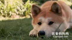 秋田犬容易掉毛吗?