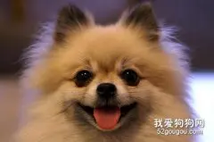 博美犬有泪痕怎么办,如何去除?