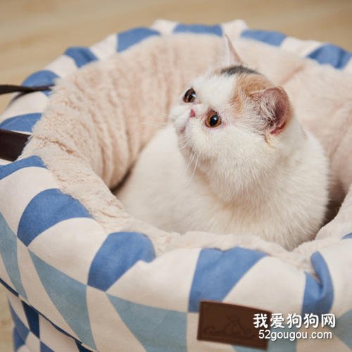 猫喜欢什么类型的猫窝?