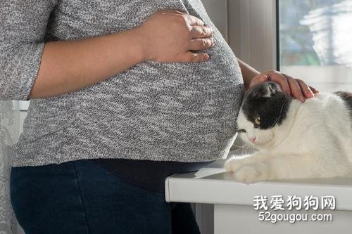 孕妇养猫要注意什么 科学喂养预防弓形虫