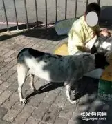 我要它跟我一起死！酒鬼主人多次酗酒住院 ，狗狗生病也不给治…