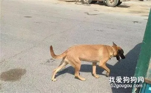 流浪狗被5斤重的钢圈困了7年，消防员取下后，狗狗重获自由