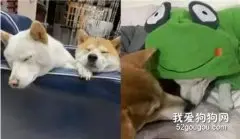 犯错还顶嘴，狗妈警告，再闹就去流浪！