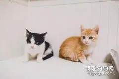 这两只喵星人做了一件男人们都想做的“大事”……