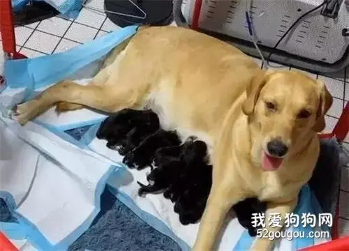 年度大戏，金毛：我媳妇生了，孩子是我弟弟哈士奇的