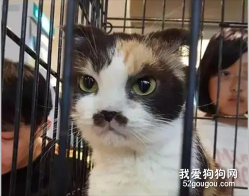 网友称领养了一只非常帅气的母猫，点开大图瞬间笑喷