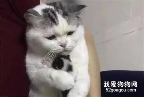 刚满月的小猫被送走，猫妈一路跟到楼下，低头告别的样子令人动容