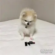 小博美偷拆了主人的口红，面对主人质问，它选择这样应对！