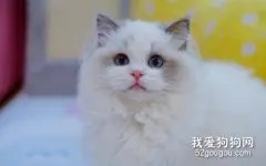 布偶猫多大可以配种?