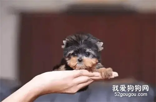 茶杯犬×音爆火：它们可爱的背后，藏着无尽的心酸…