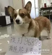 小短腿把厕所门啃出一个洞，“麻麻别怕，我陪你上厕所”