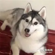 哈士奇跟其他狗狗混了之后，会是怎样的画风？