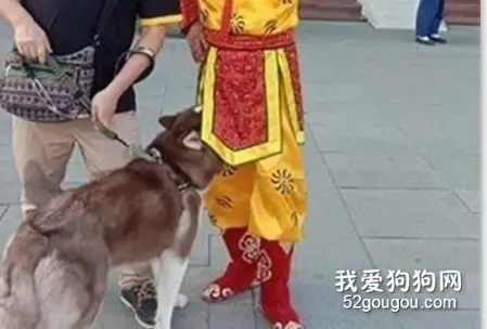 网友带二哈去逛庙会，结果它竟然对大圣做出这种事情，好尴尬！