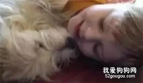 收养的流浪狗救患病女孩两次，在医院陪伴着她，直到手术成功出院