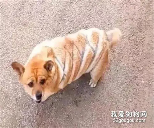 主人喝醉酒硬要帮狗狗剪毛，酒醒后第一眼看到它笑喷了....