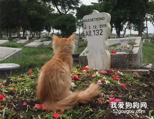 说到爱，你远不如一只猫…