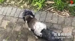 迷路小考拉错把狗子当妈妈，一把抱住还不松手，主人都笑翻了！