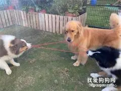 汪星人：现在大家都是一条船上的蚂蚱了！