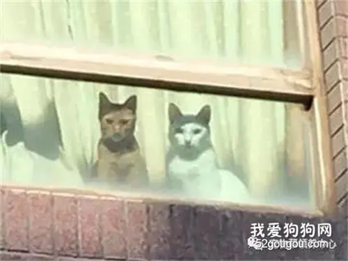 只是出门买东西，却被猫主子“死亡凝视”：竟敢丢下我们！