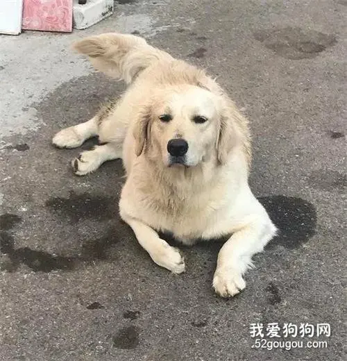 铲屎官出去玩了几天回家时，狗砸竟用这么个眼神欢迎他...