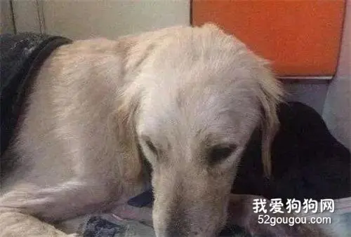 一只金毛大半夜在我家门口敲门，原来它的主人早就搬走不见了