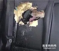 把狗狗关在车里，上厕所回来后，看到这画面，想死的心都有了