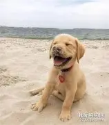 带拉拉去海边玩，刚开始它还很开心，没想到十分钟后就断电了！