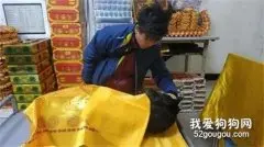 流浪狗到死都没人领养，男子为它办领养手续：不想它走得孤独！