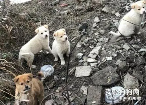 母爱的伟大，网友将小狗麻倒，跑掉的母狗听见小狗惨叫毅然跑回来