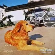 每次回家都会看到狗狗在门口迎接，而这次看到却是…