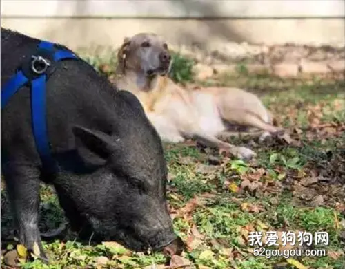当狗哥遇上黑猪妹，画风竟是如此的清奇~