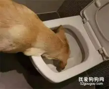 “连我的屎都不敢摸，说什么爱我？”