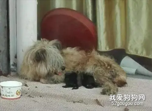 流浪狗妈妈路边生下宝宝，想帮它却不让我靠近，好着急……