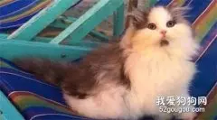 网友家的猫，小时候好可爱，越长大“发际线”越往后移，笑屎！
