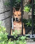 此狗长了副天使般的面孔，金刚般的身材：是袋鼠吗？