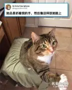 网友说她家里的猫超好，喜欢抓着她的手，然后放在它脸上撸它