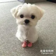主人给狗子穿了一双袜子，瞬间就可爱超级加倍，化了化了！